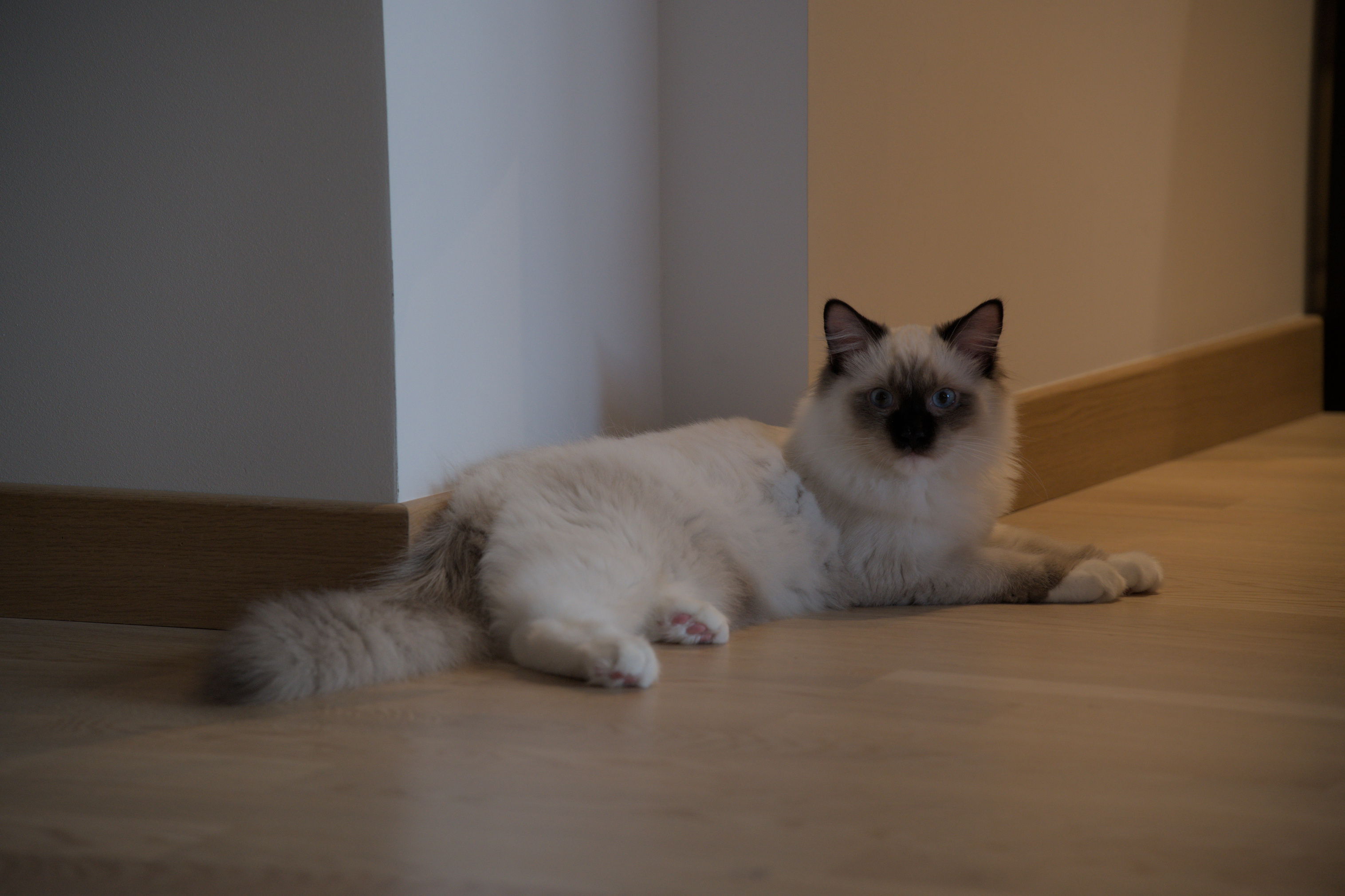 2025/10/12 - cats/DSC_0011.jpg